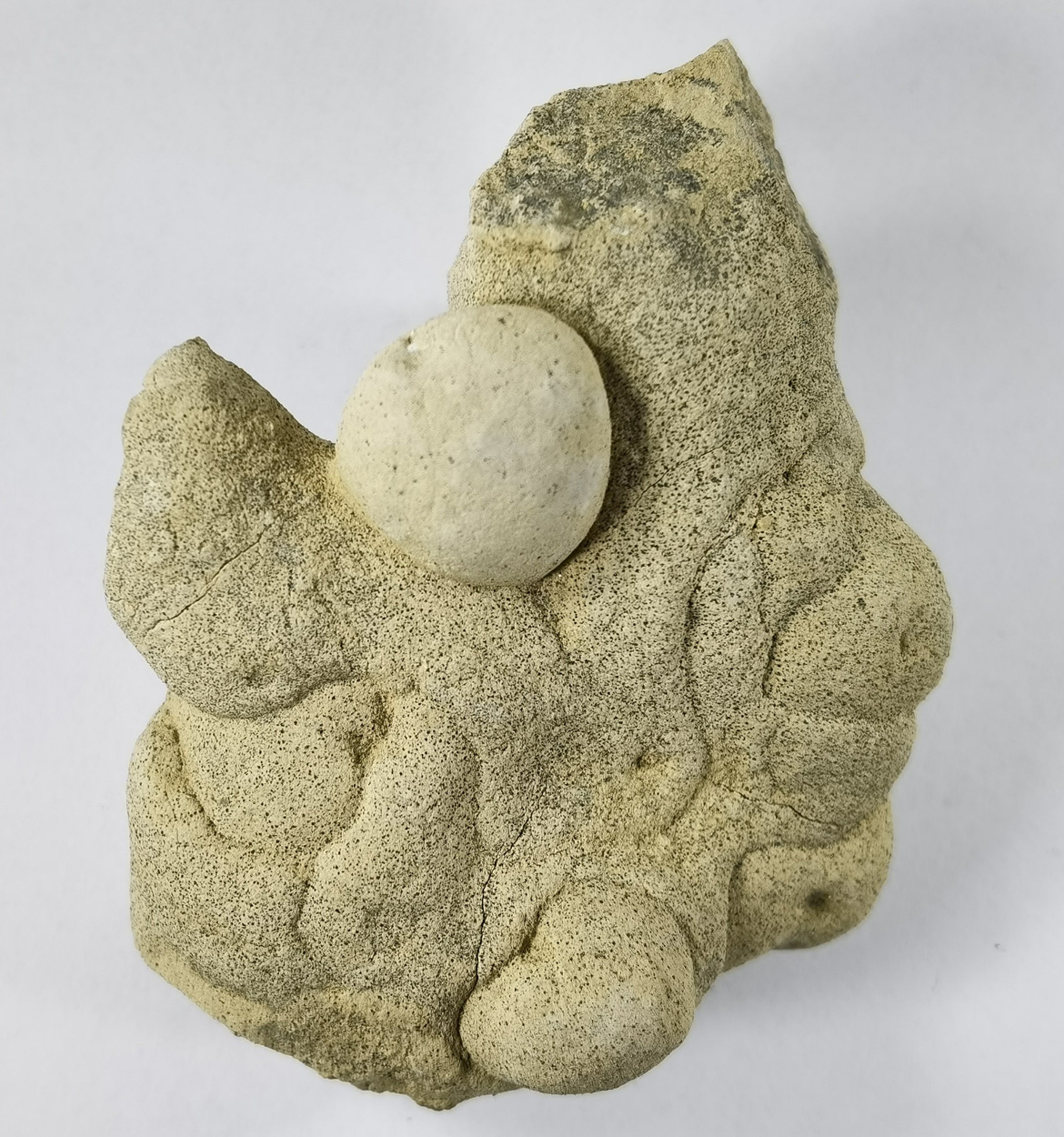 Calcite Var Osteokolle