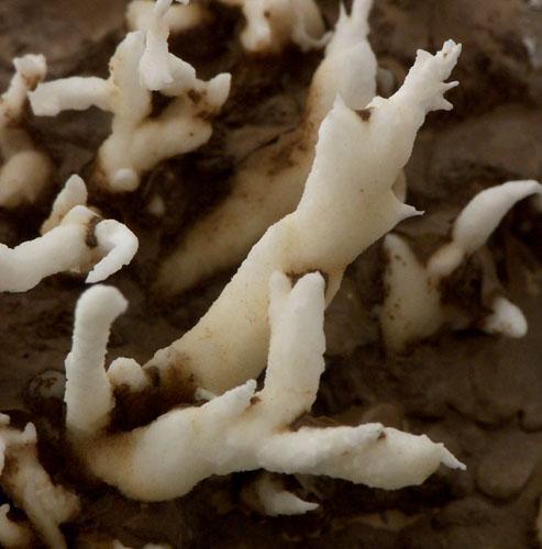 Aragonite Var Flos Ferri