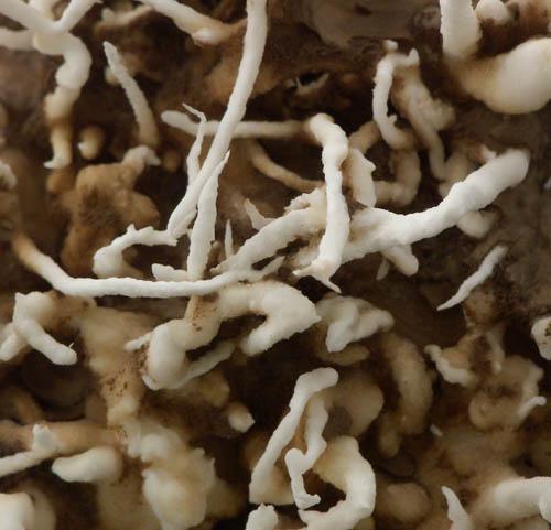Aragonite Var Flos Ferri
