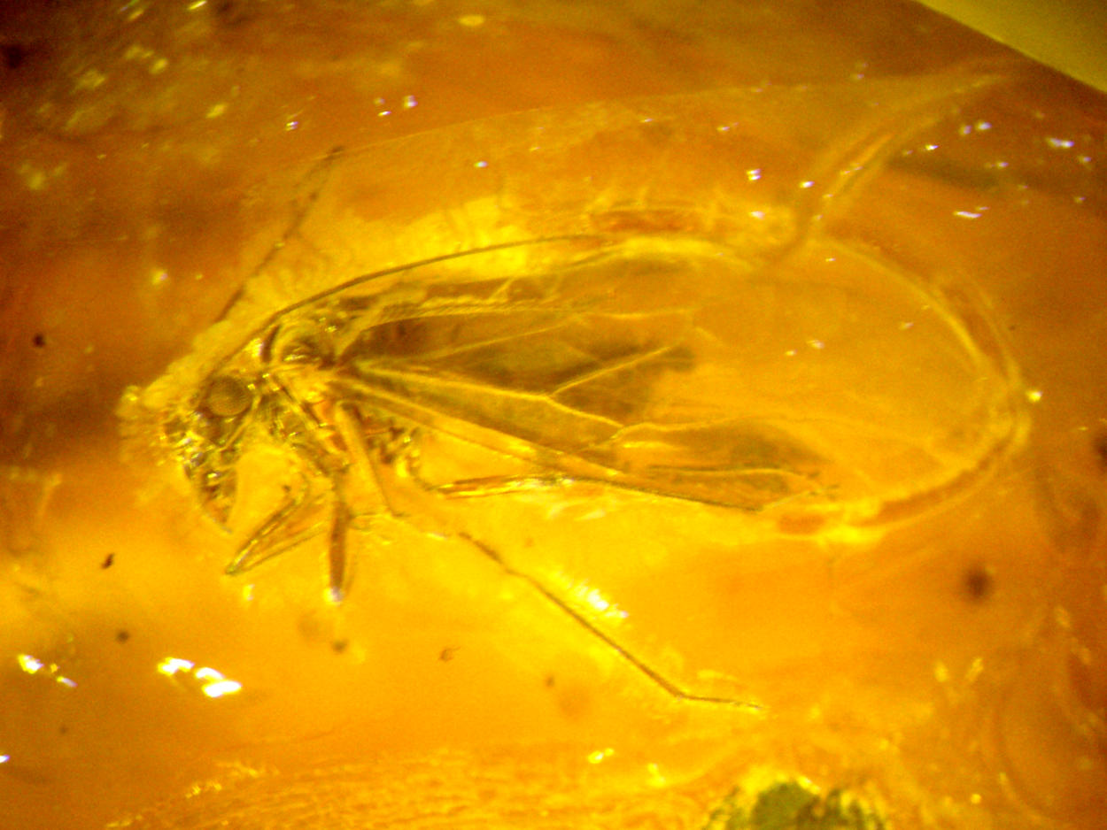 Amber With Inclusions