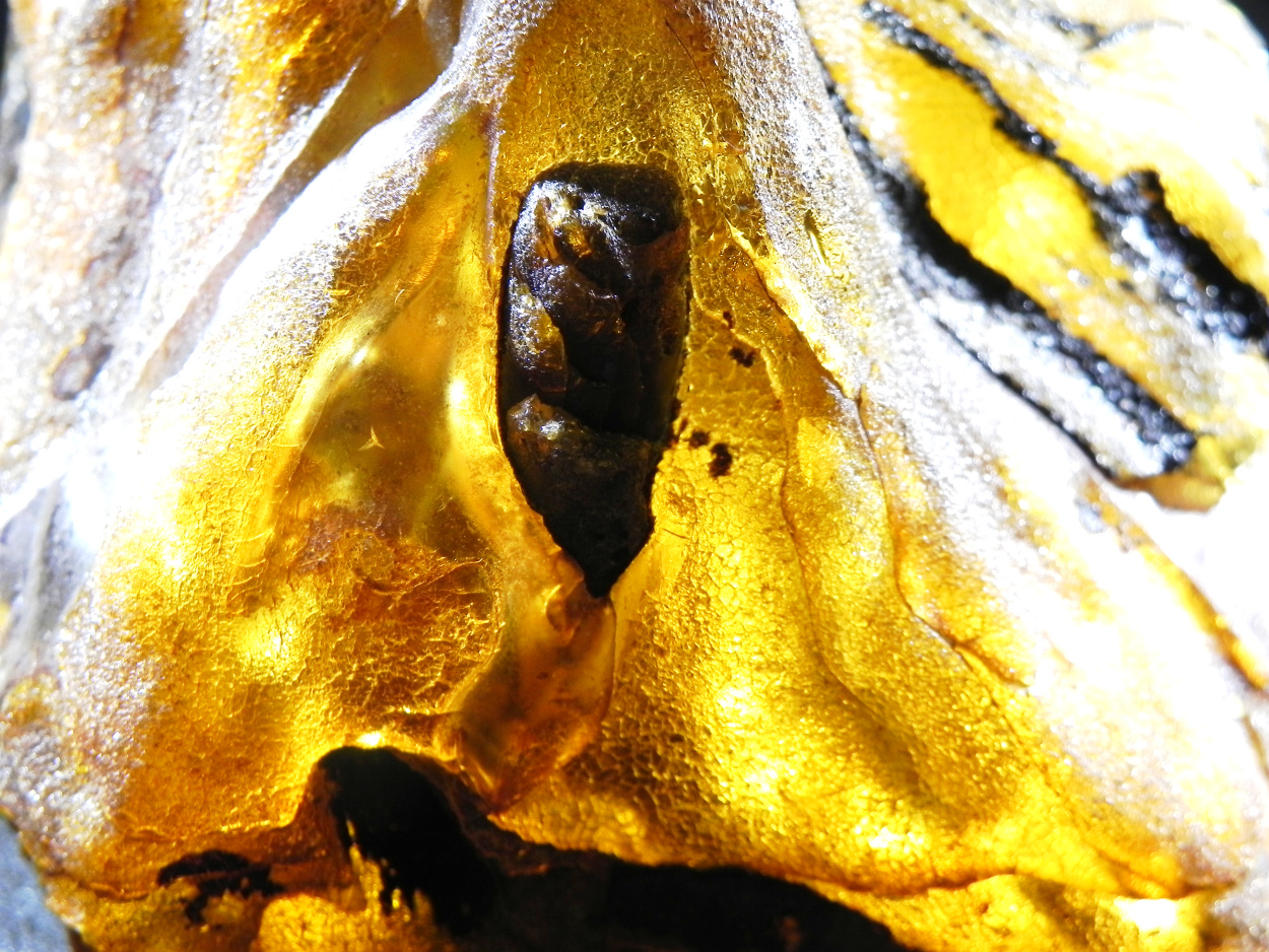Amber With Inclusions