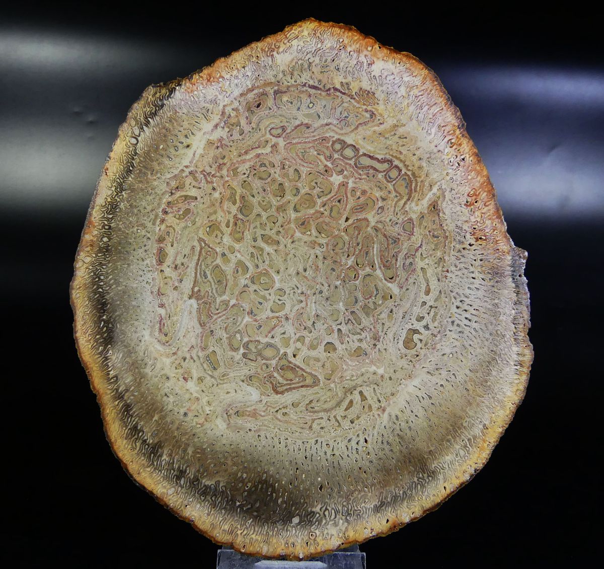 Agate Psm Fossil Wood