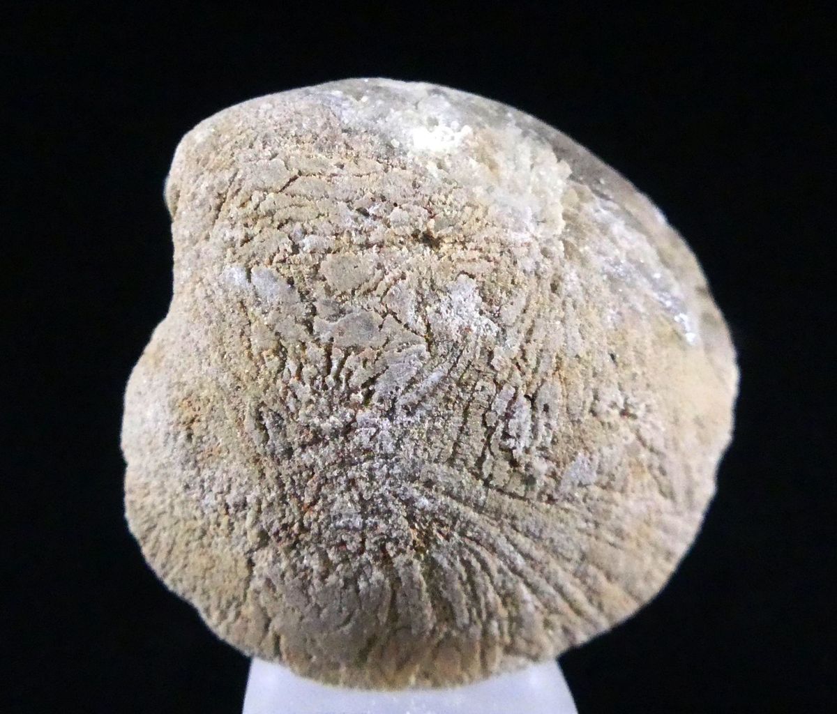 Baryte Psm Fossil Clam