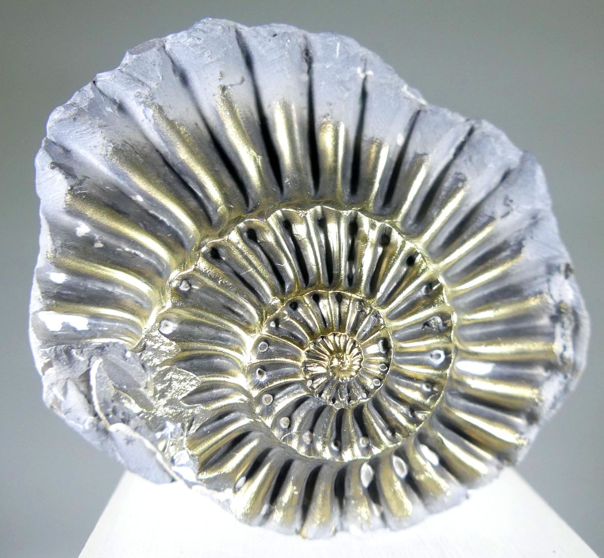 Pyritised Ammonite