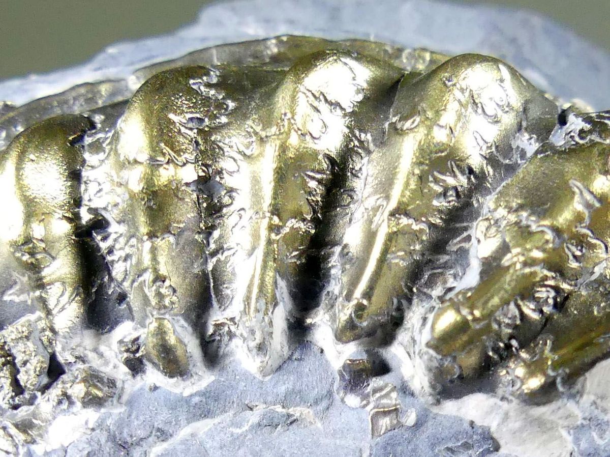 Pyritised Ammonite