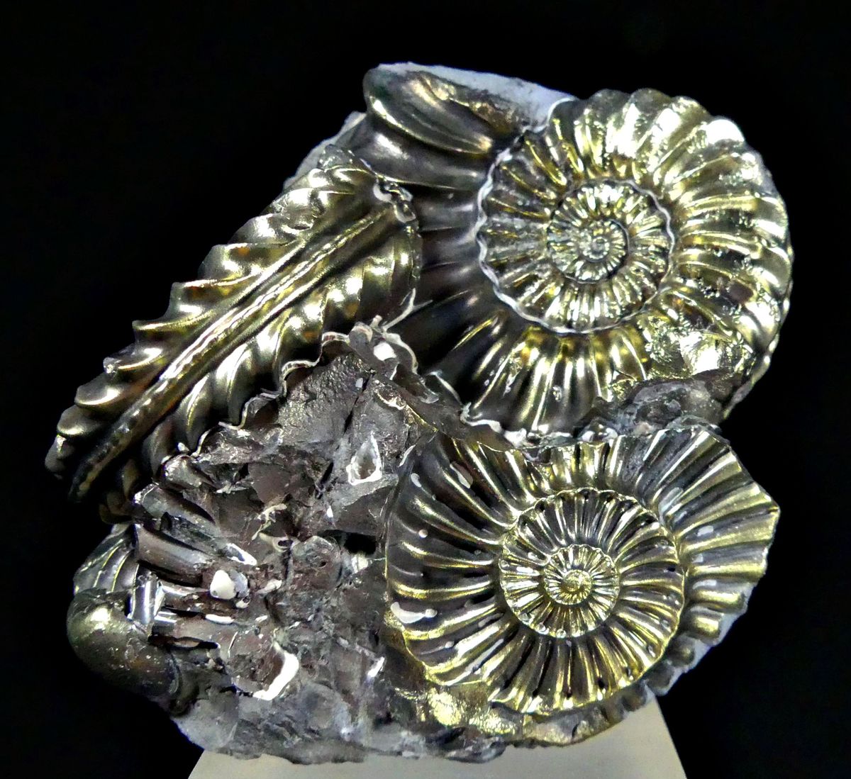 Pyritised Ammonite & Shell