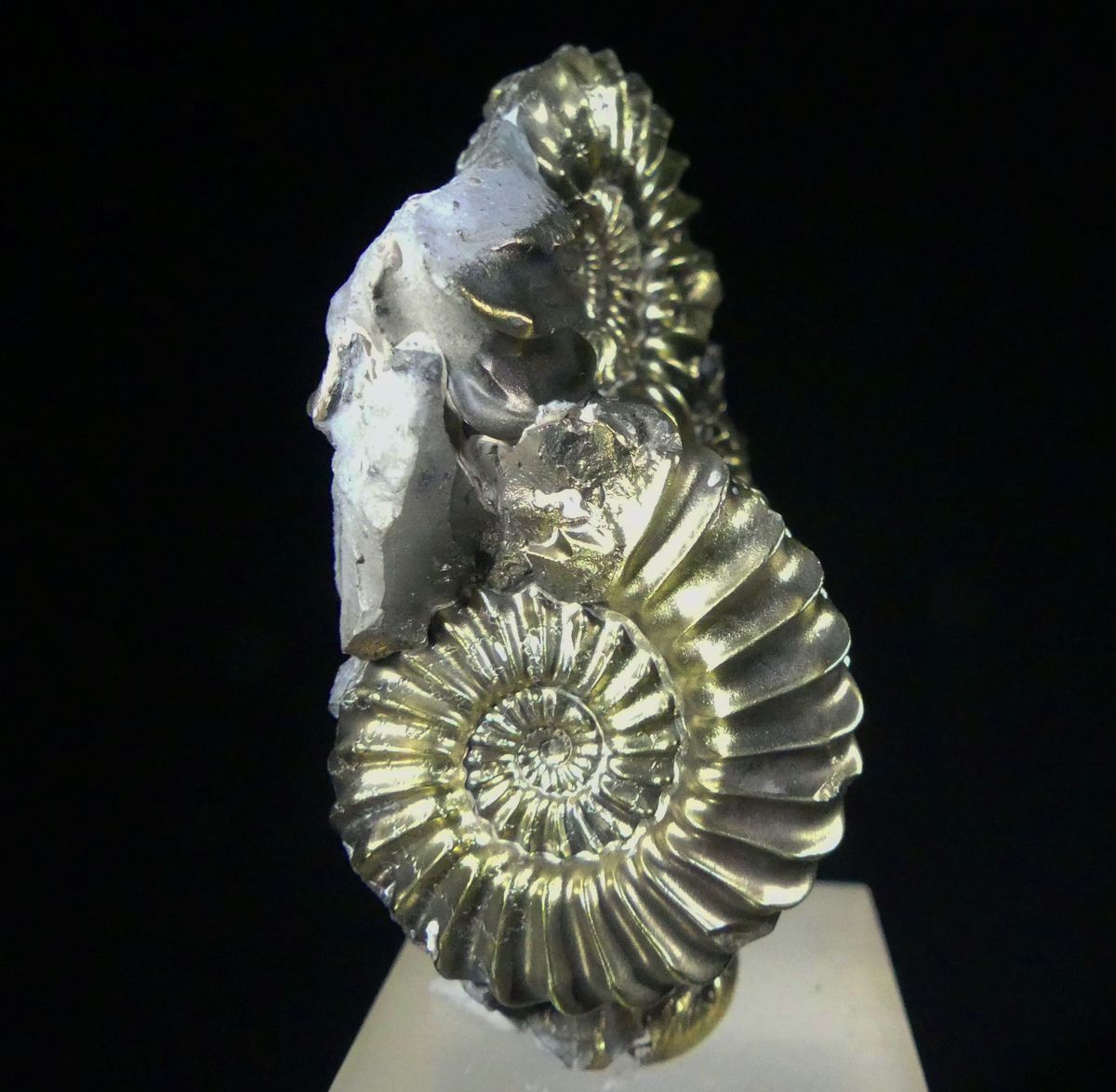 Pyritised Ammonite & Shell