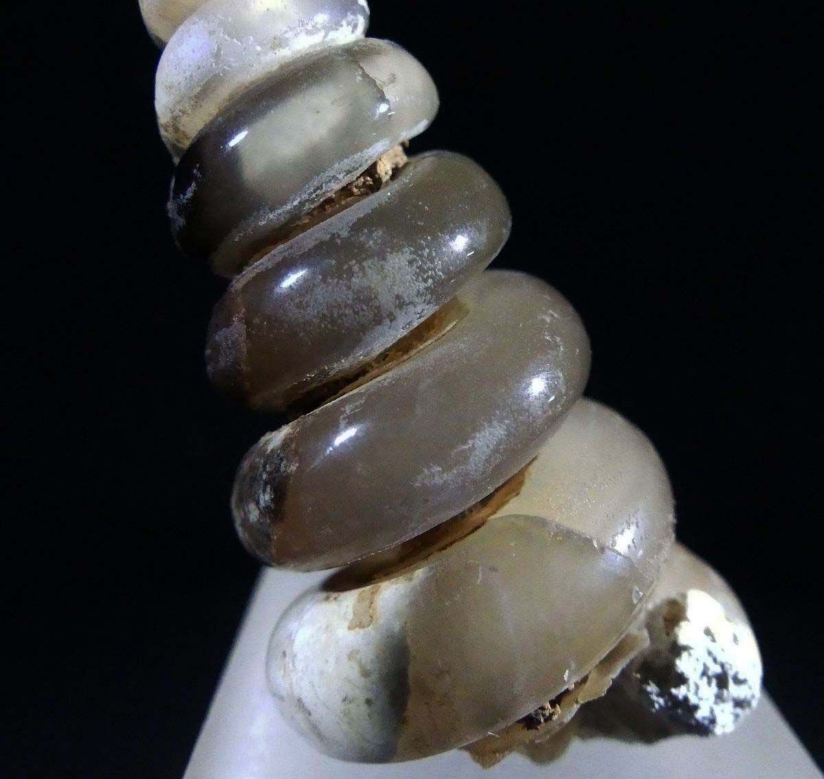 Chalcedony Psm Fossil Snail