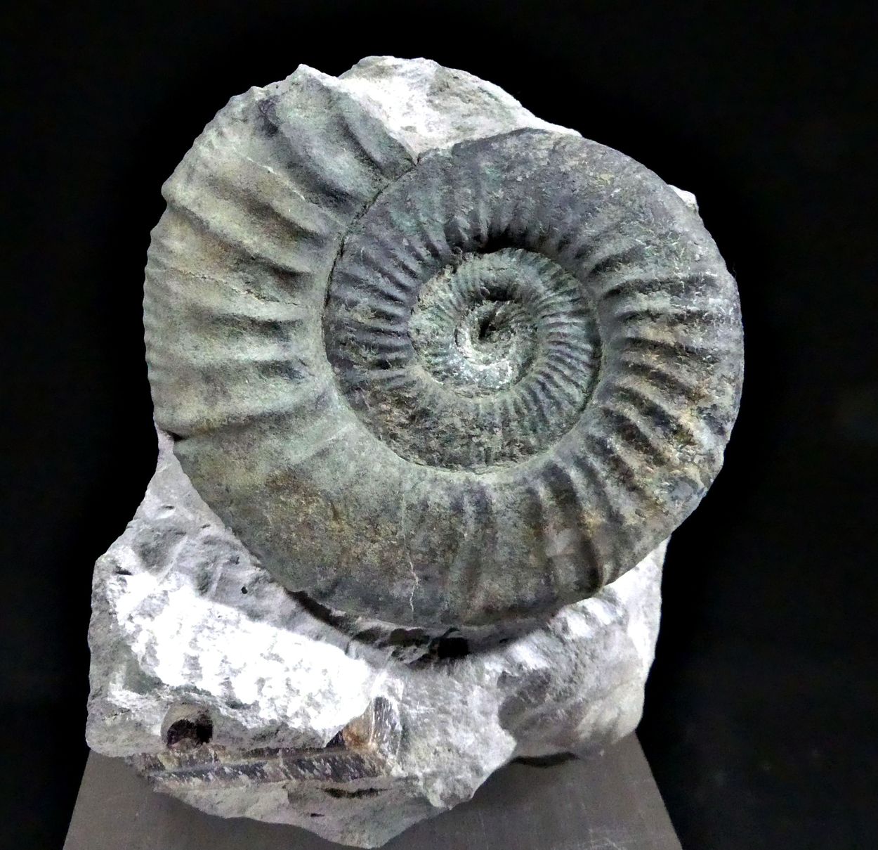 Ammonite