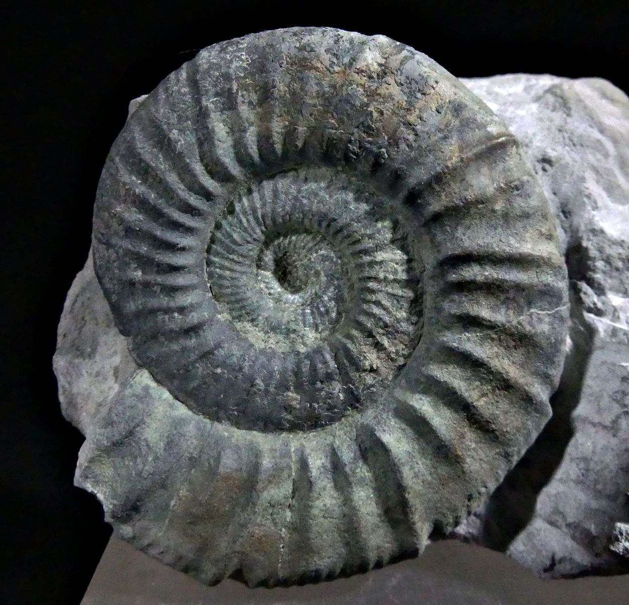 Ammonite