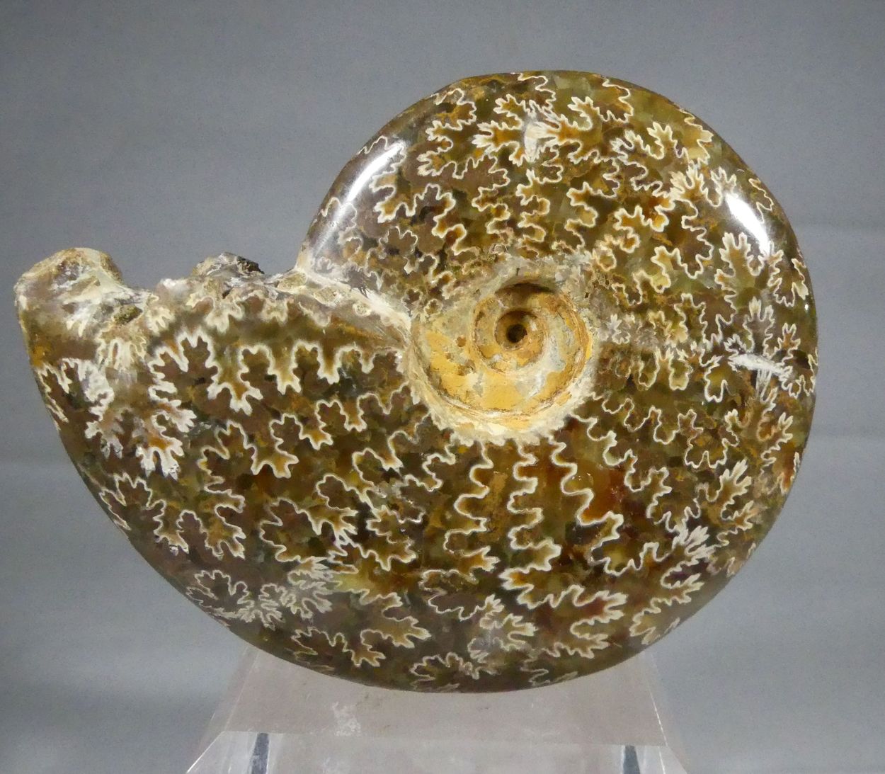 Ammonite