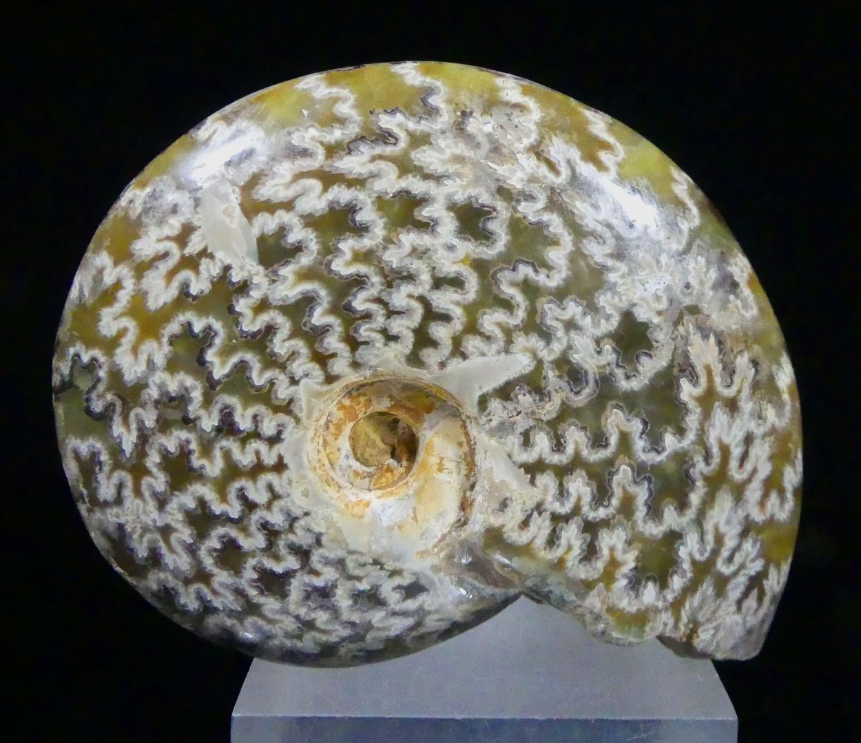 Ammonite