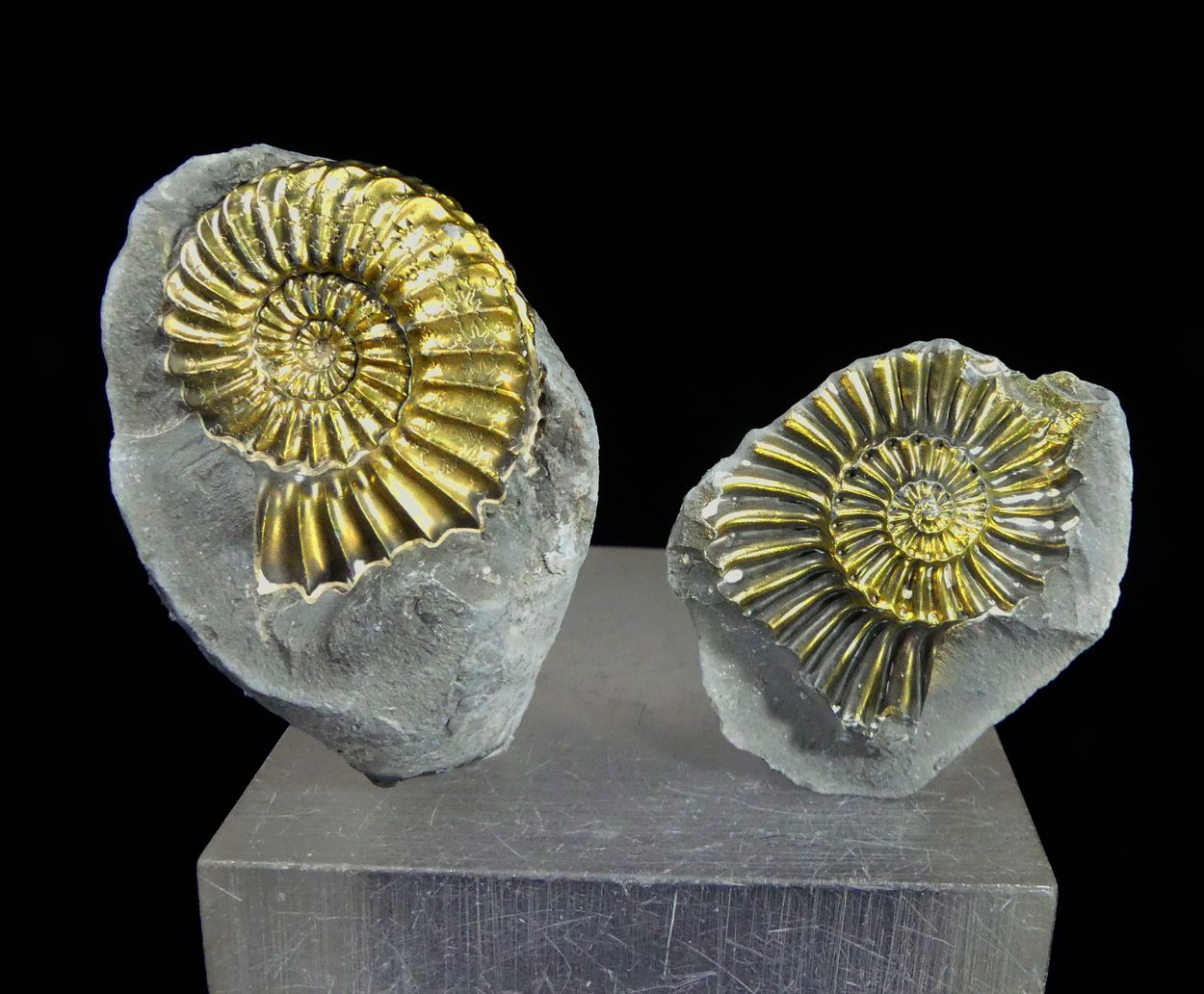 Pyritised Ammonite