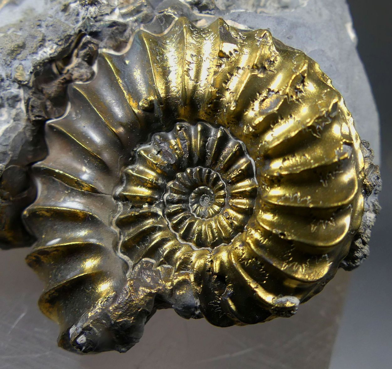 Pyritised Ammonite
