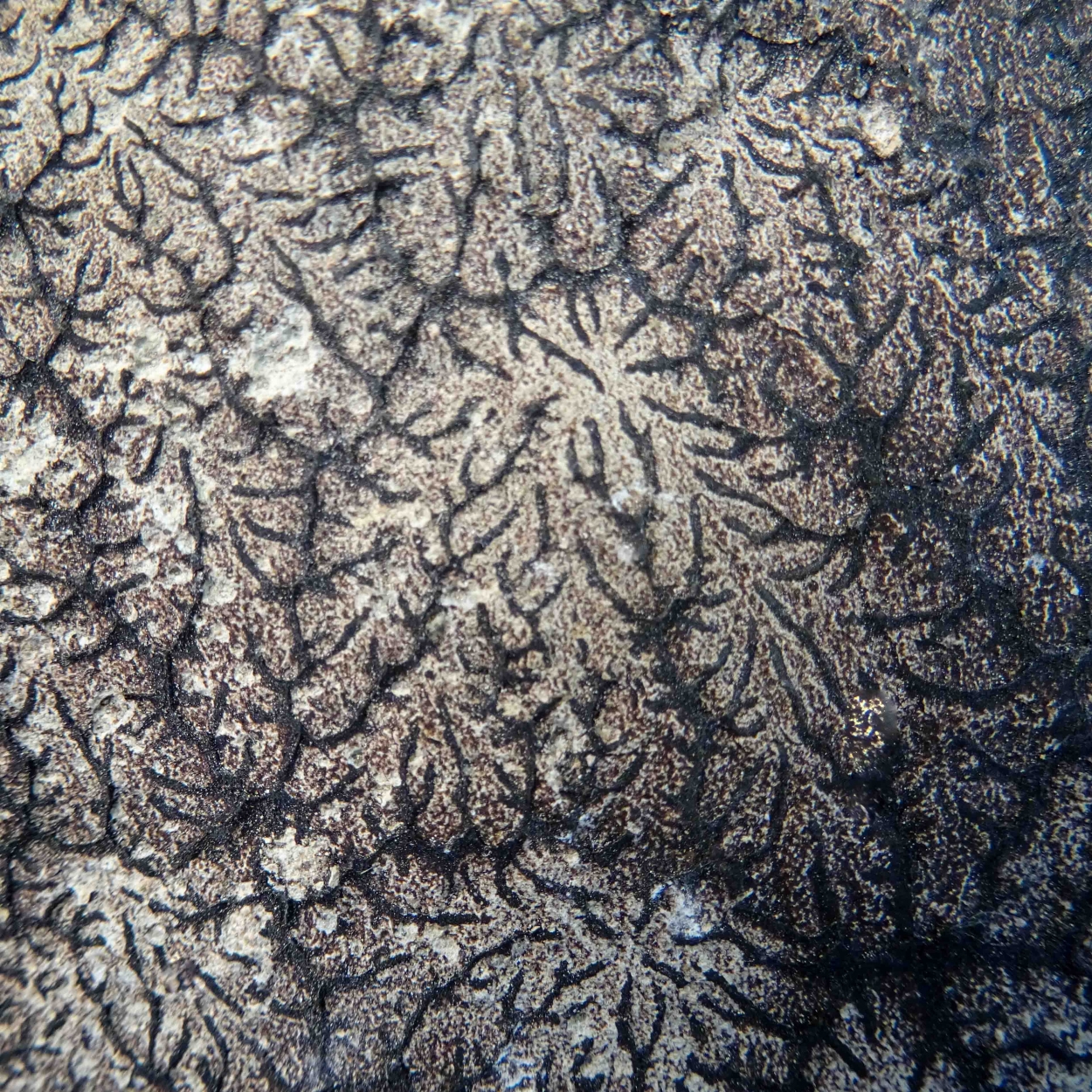Bitumen