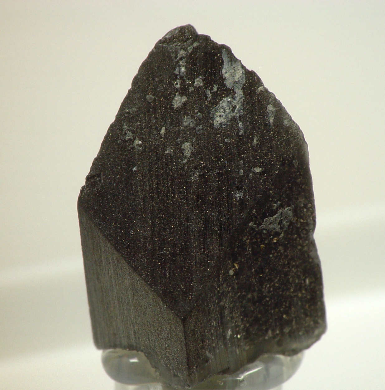 Whewellite