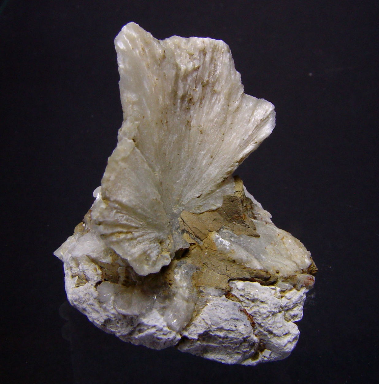 Ulexite Clam Shell