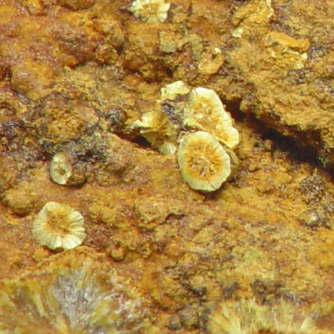 Cobaltarthurite