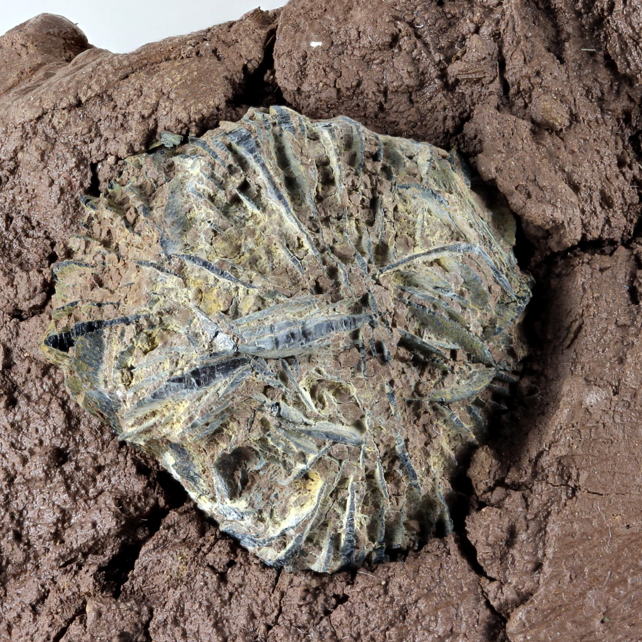 Vivianite