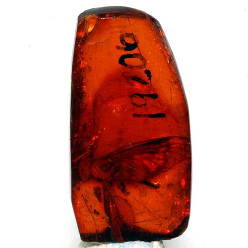 Insect In Amber