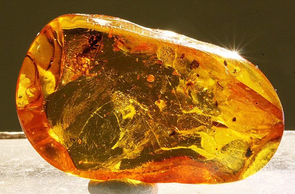 Amber With Spider & Ant