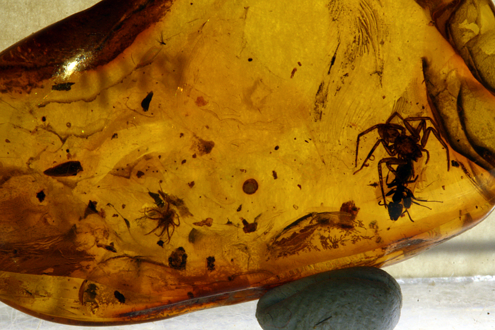 Amber With Spider & Ant