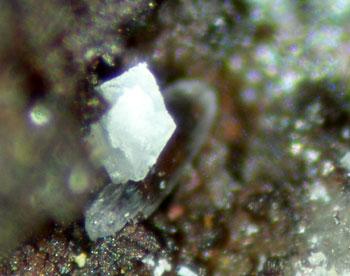 Challacolloite With Cotunnite & Uklonskovite