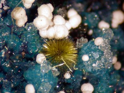 Atacamite With Libethenite