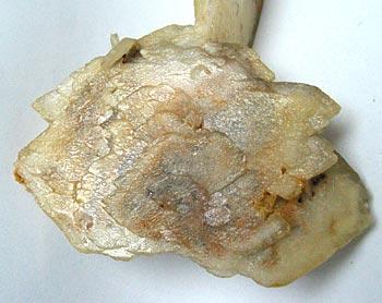 Baryte