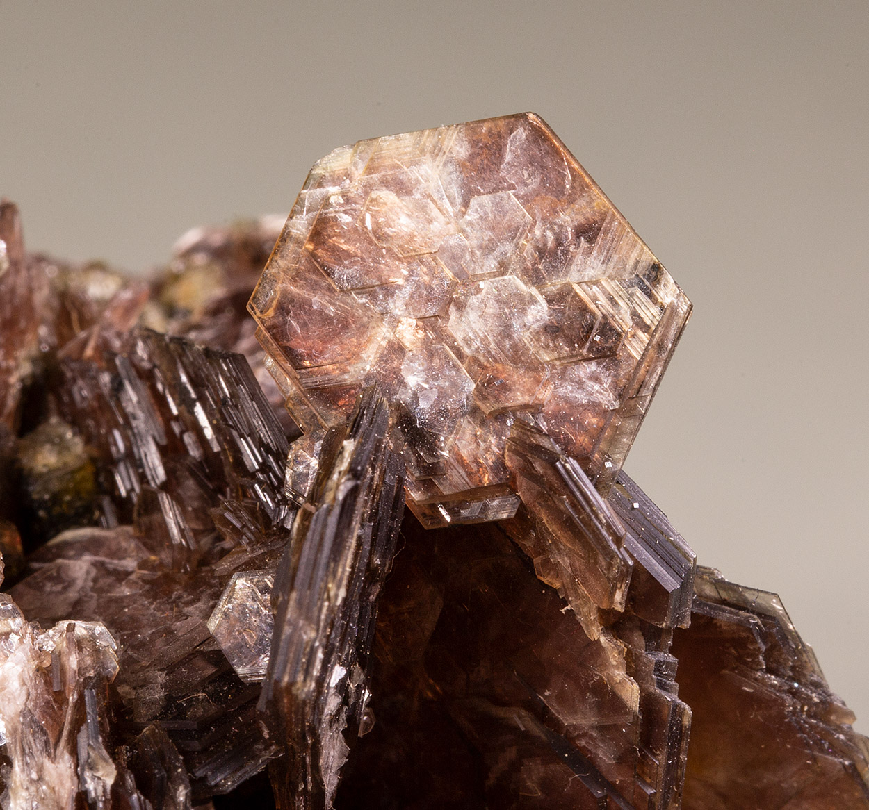 Muscovite & Fluorapatite