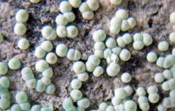 Planerite