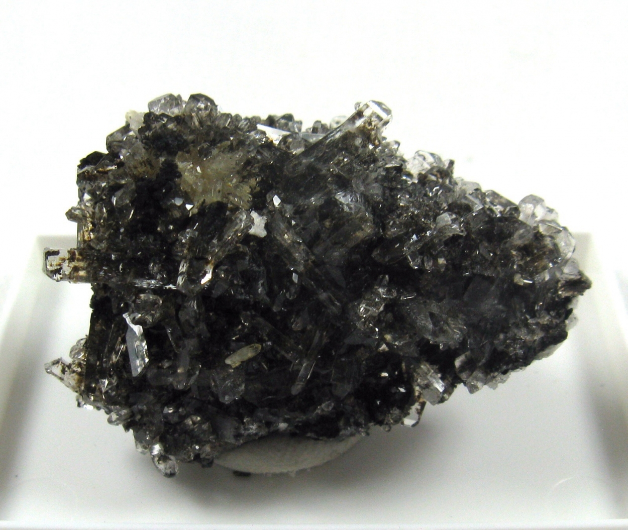 Creedite