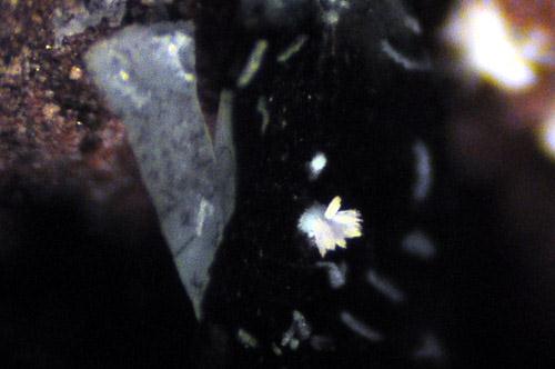 Artroeite Tenorite Chrysocolla & Paratacamite