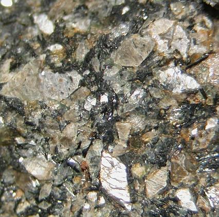 Naujakasite