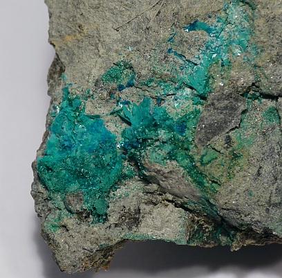 Posnjakite