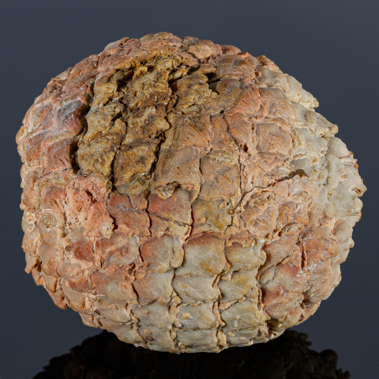 Fossil Araucaria Mirabilis