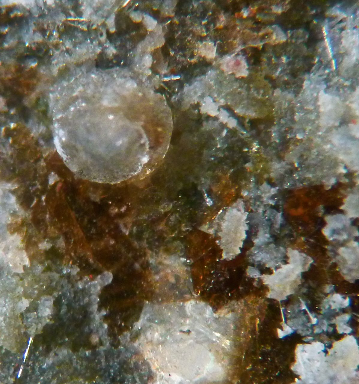 Willhendersonite Kalsilite Phillipsite & Phlogopite