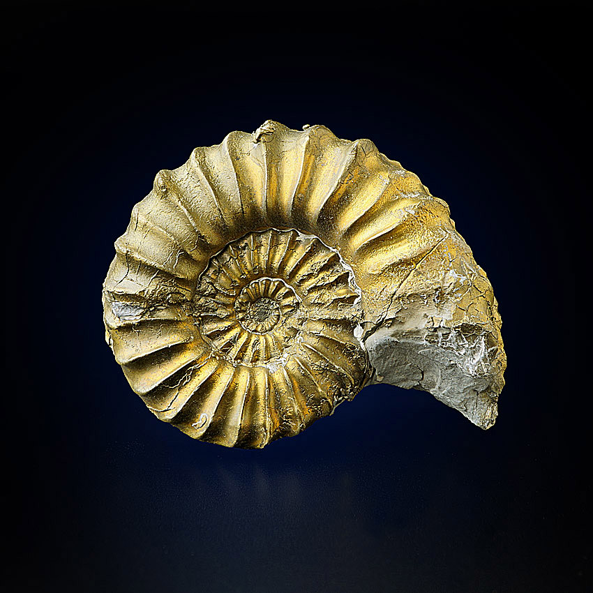 Pyritised Ammonite