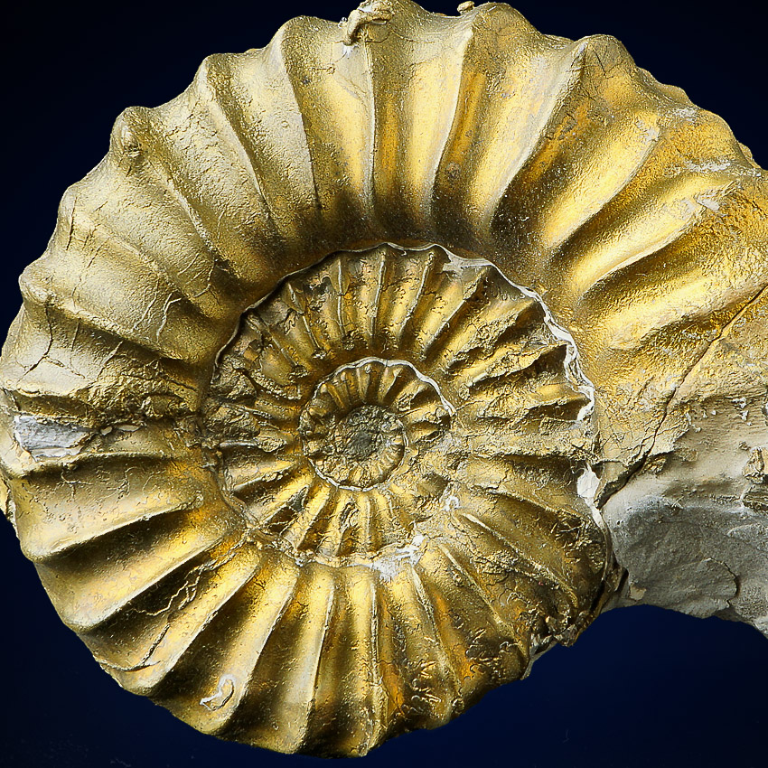 Pyritised Ammonite