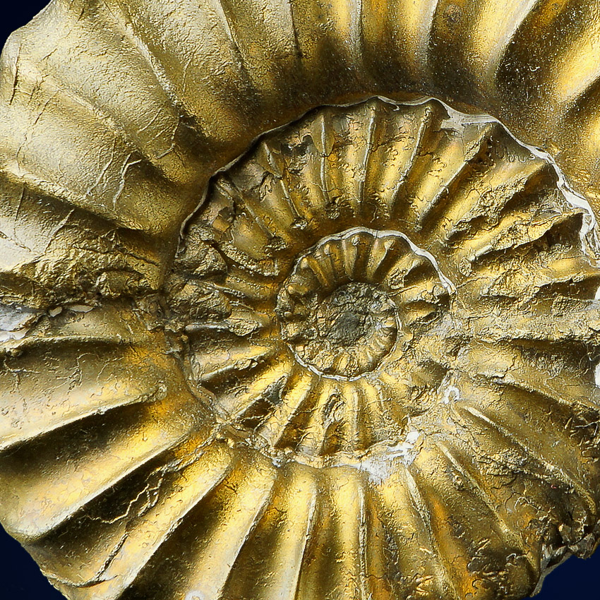 Pyritised Ammonite