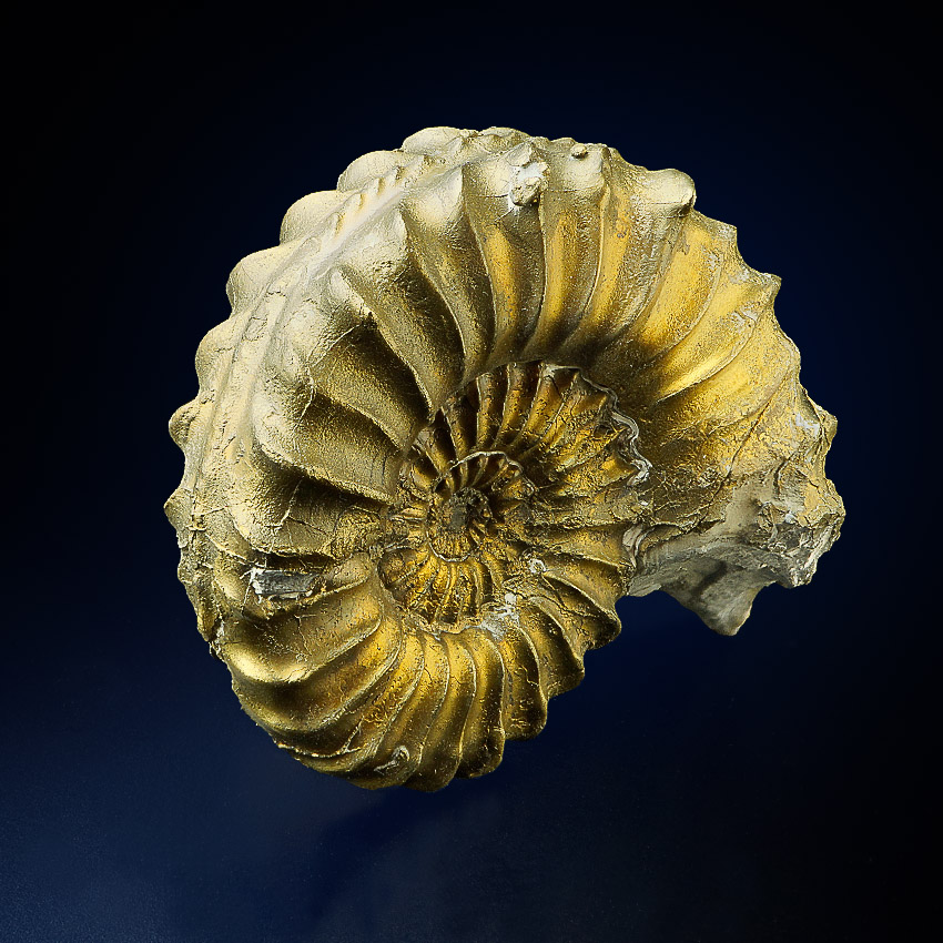 Pyritised Ammonite