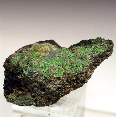 Voglite