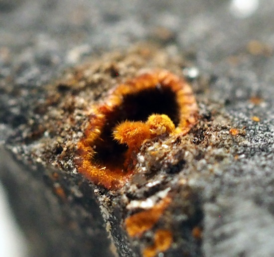 Cetineite