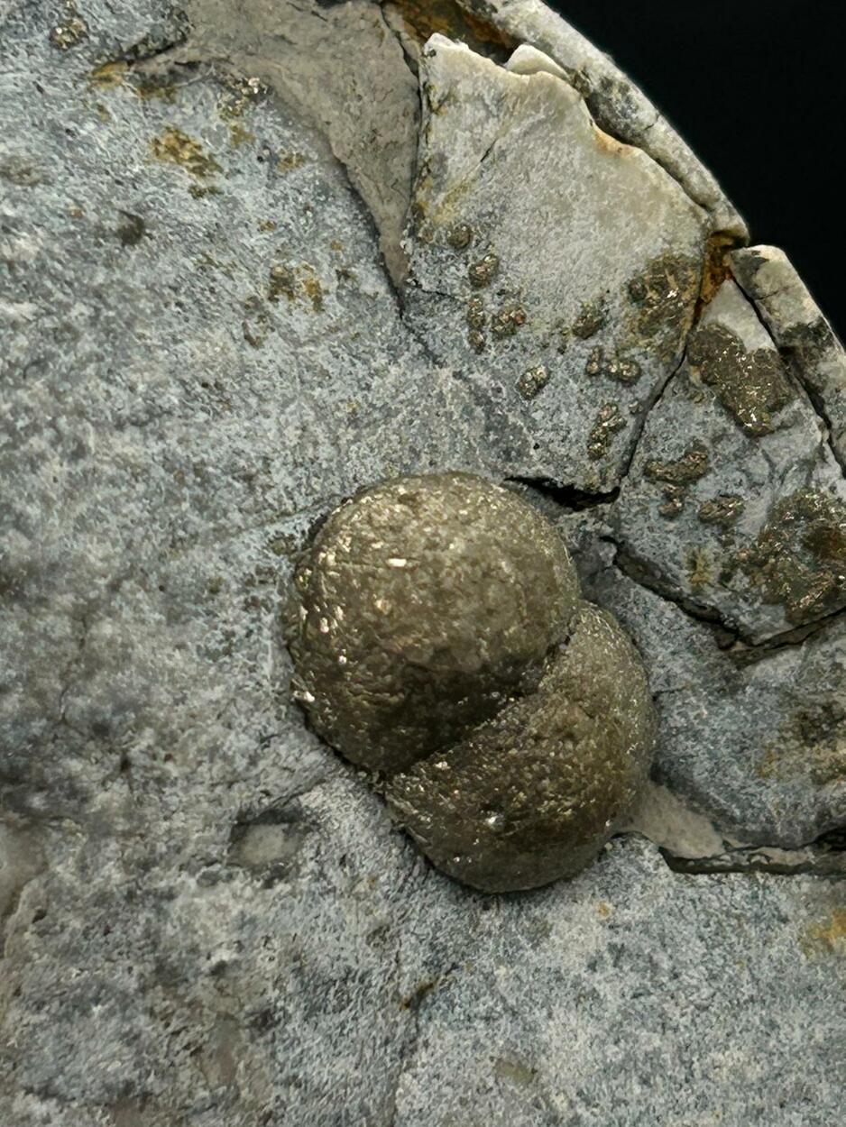 Marcasite & Fossil Sea Urchin