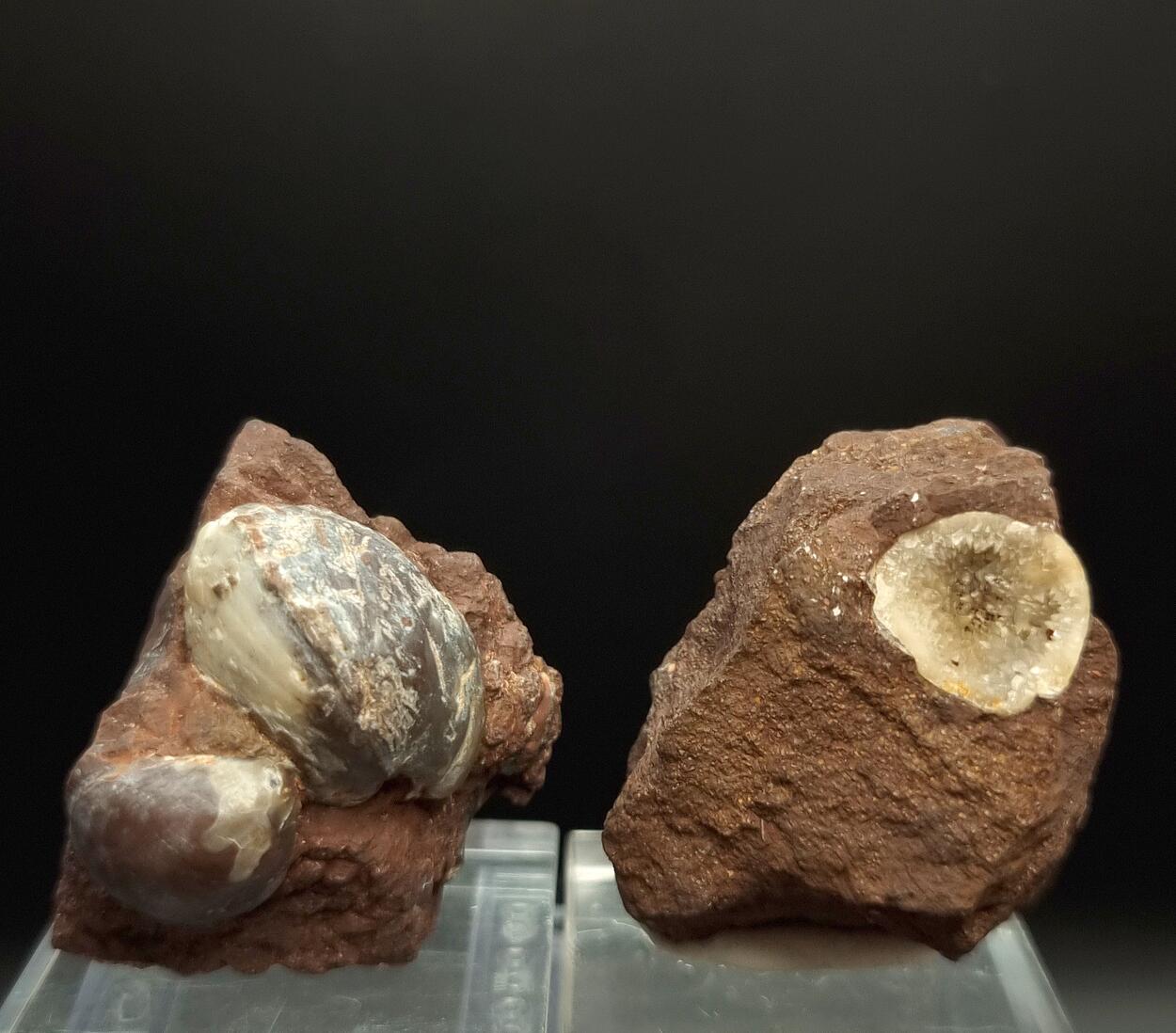 Petrified Clam & Calcite