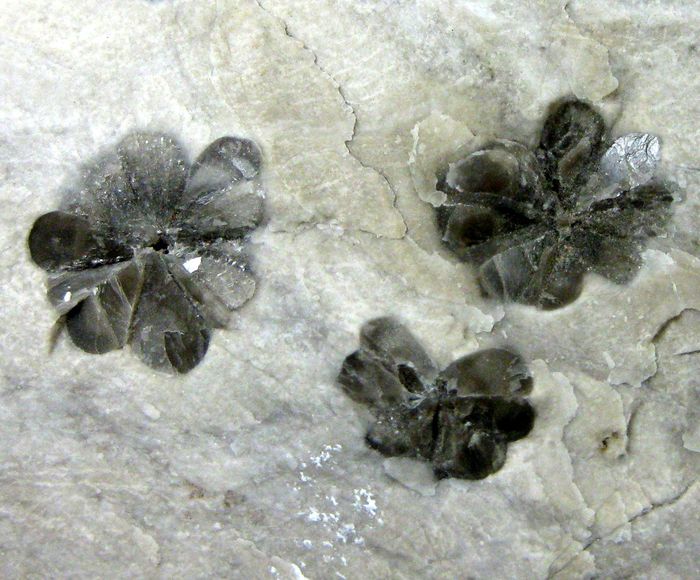 Gypsum Var Gypsum