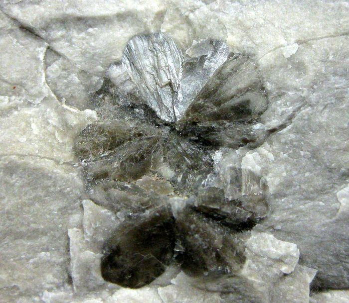Gypsum Var Gypsum