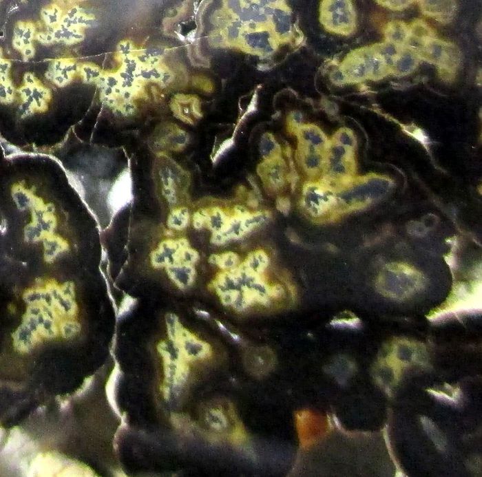 Wurtzite Galena & Sphalerite Var Schalenblende