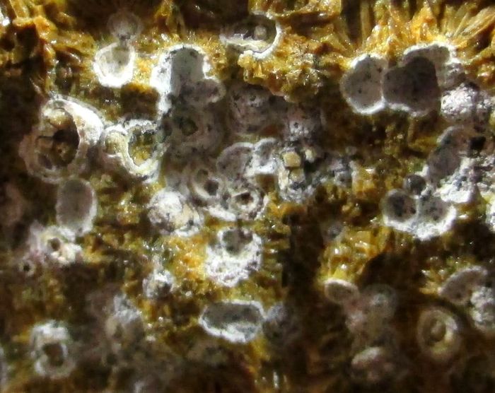 Quartz Var Eisenkiesel Psm Fossil Stromatolite & Hematite