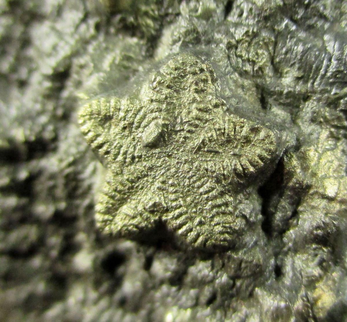 Pyrite Psm Fossil Crinoid & Ammonite Shell